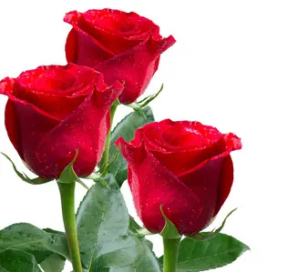 玫瑰数量 玫瑰代表爱情(图1)