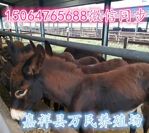 驴子阳-经测定,这两种类型的驴,遗传本质上无显著差异.德州驴有很强的适