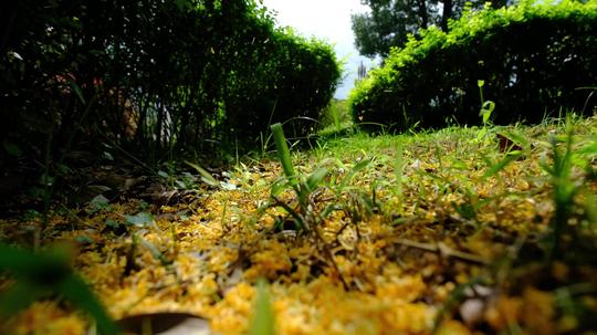 4k实拍桂花落地10秒_3840x2160_高清视频素材下载(:)