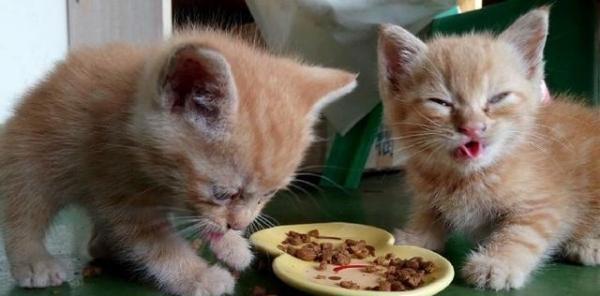 孩子连吐好几次了怎么办