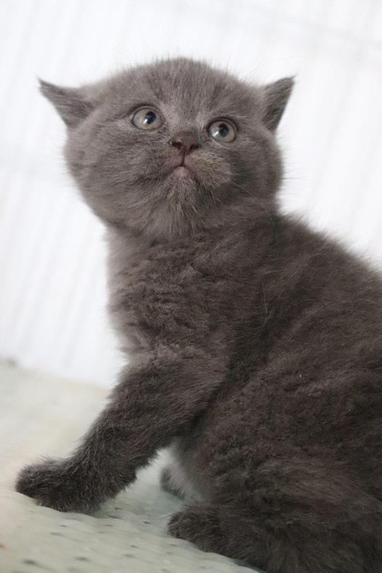 9.27生日英短蓝猫妹妹蓝白猫咪短毛猫自家养繁育