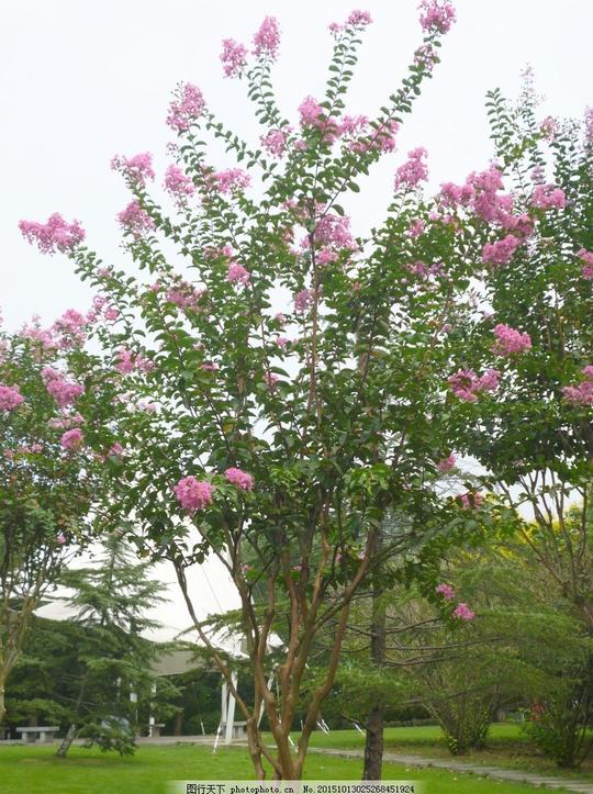 紫薇花树室外公园绿树茂盛紫色花朵粗壮虬曲树干