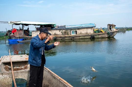 阳澄湖水下故事:洗澡蟹称王，老蟹农自救，掮客季赚67万