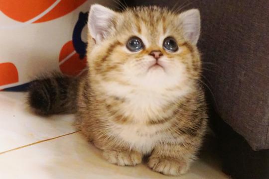 短毛猫曼基康矮脚猫金渐层银金虎斑幼猫公猫弟弟繁育级包子脸血统