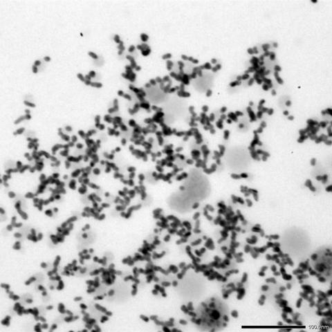 光学显微镜观察纳米金