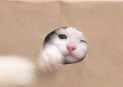 猫咪钻到纸盒里,帮它挖了个小孔,画面太搞笑!