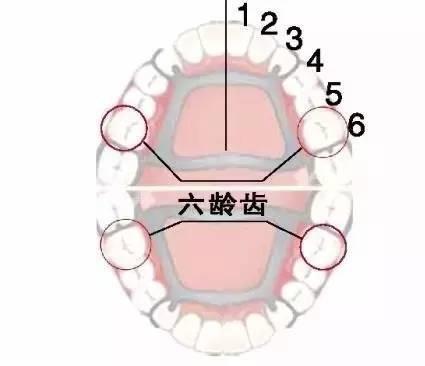 宝宝只长了一个牙是怎么回事
