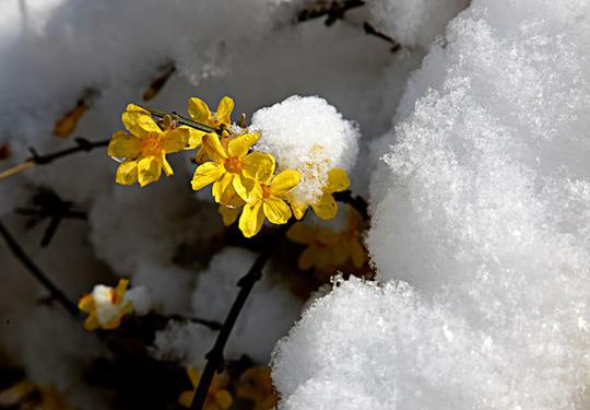 迎春花_雪_图片大全—全景创意图库（quanjing.com）中国领先的正版图片视频素材网站
