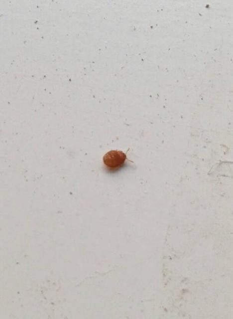 家里小虫子怎么清除