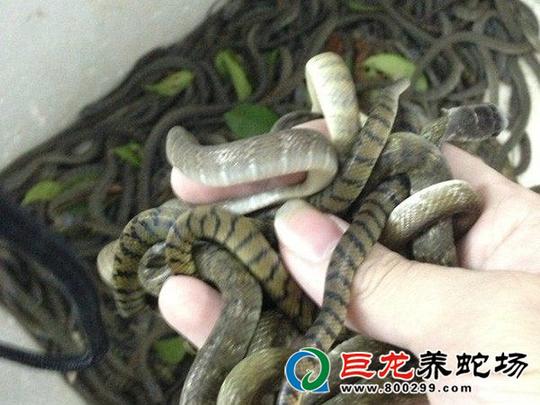 现在养蛇还赚钱吗