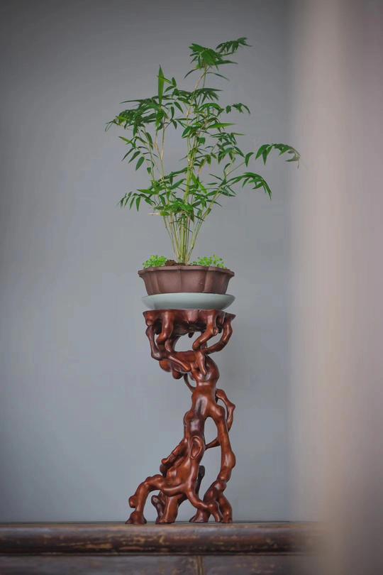 天然木质根雕龙眼木底座荔枝木花架木质几架置物架