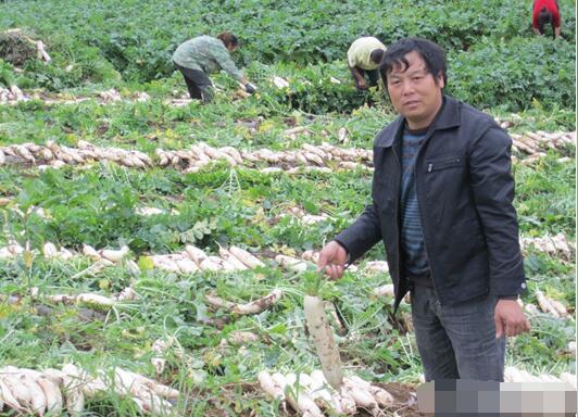 "萝卜大王"的致富路-蔬菜种植技术-农村致富经