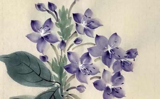 【中国画】喜花草，写意花卉，冷门植物写生