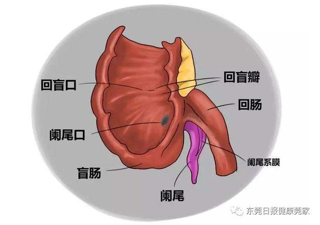 一岁宝宝反复发烧怎么办?