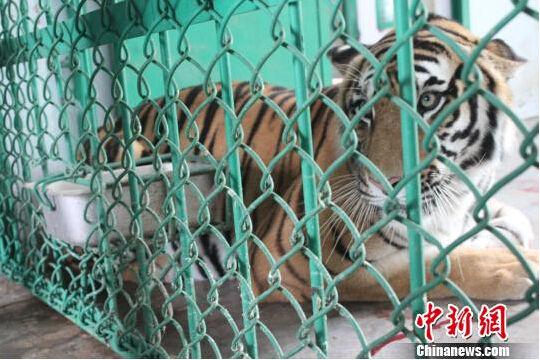 缺少奶水怎么办