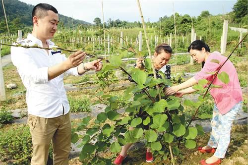 猕猴桃种植小窍门:猕猴桃苗搭架挂果好