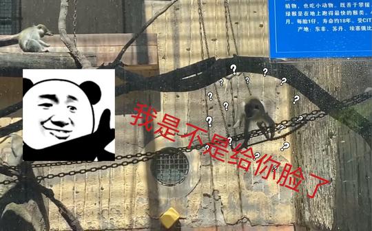 动物配音，原声配音，点进来看看呗