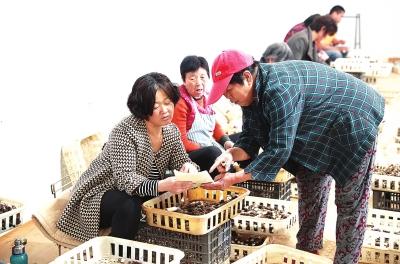 清丰县马庄桥镇赵家庄村民在食用菌基地分拣鸡枞菌.