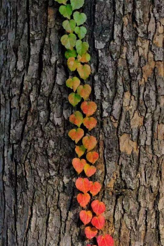 《走过季节》