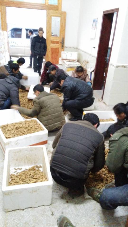 四川绵阳新鲜天麻竹节参种植种苗农业致富项目