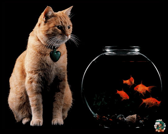 猫gif动画素材1_mabaocang_新浪博客
