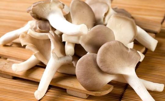 食用菌:秀珍菇怎么栽种?其栽培技术要点有哪些?