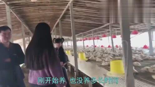 农村媳妇:在农村养鸭一年能挣多少?来听听养鸭农户怎么说