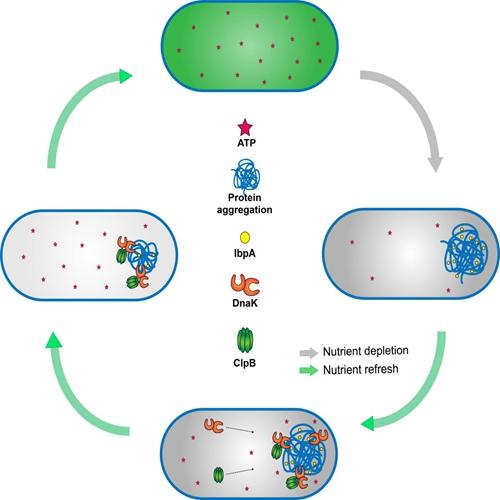 atp浓度的动态变化是促使蛋白质沉淀聚合体产生的分子