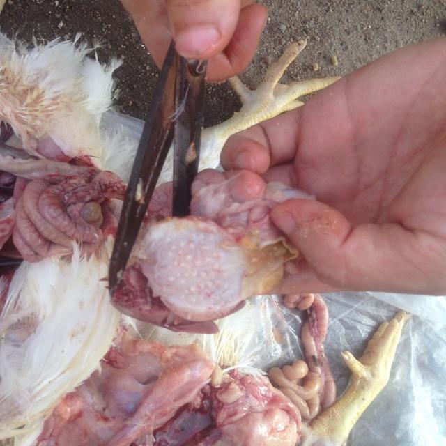 儿童怎样预防禽流感