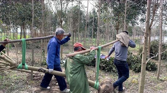 农村承包几百亩土地种树,既绿化环境又能赚钱,很合适农村发展