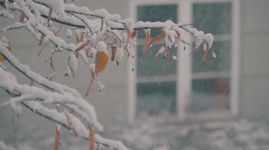 下雪,道路车辆,树枝挂雪_1920x1080_高清视频素材下载