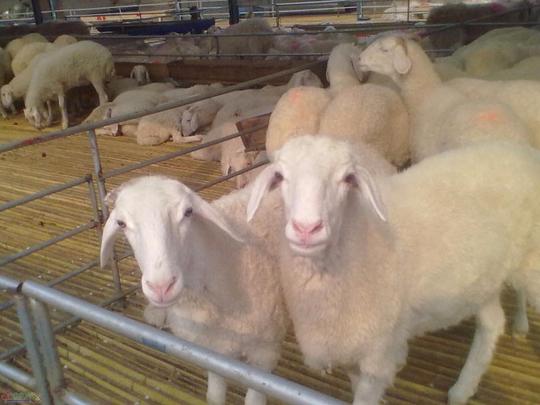 兴顺畜牧小尾寒羊肉羊买肉羊到兴顺质优价低先养再付款价格面仪