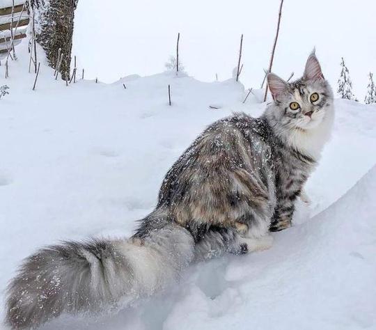 看够了萌萌的喵星人，来看看霸气的雪地小狮子——缅因猫，超帅