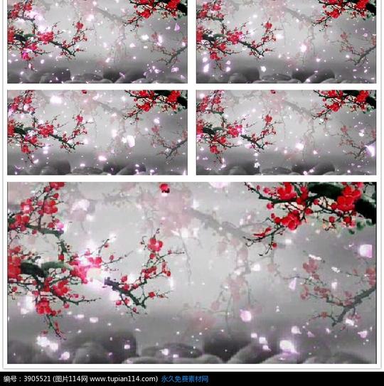 梅花雪景视频素材,视频素材免费下载,ae模板免