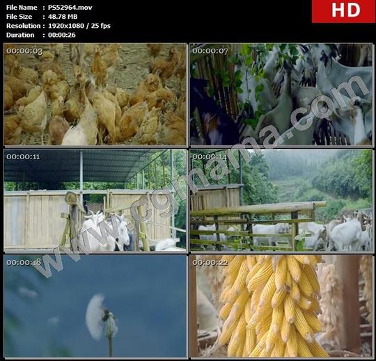 生态养鸡场鸡群羊群绥阳小关蒲公英玉米粮食玉米粒高清实拍视频素材
