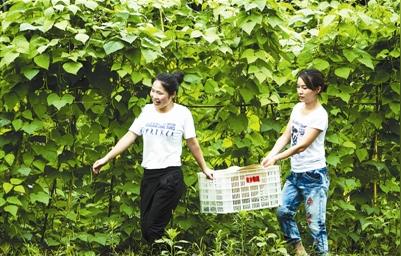 这就是畲乡物流有限公司的绿色高山无公害蔬菜种植,配送项目,它最快5