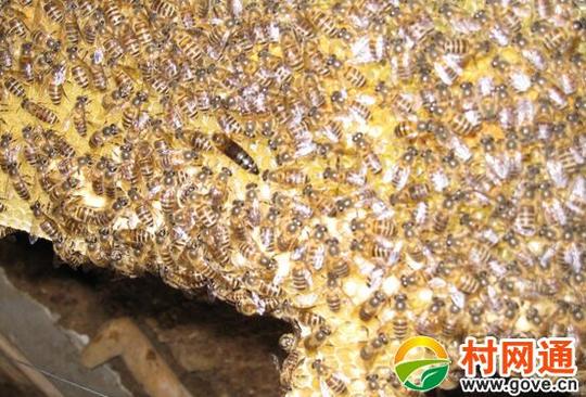 2017养蜂赚钱吗?2017养蜂前景及市场价格行情分析