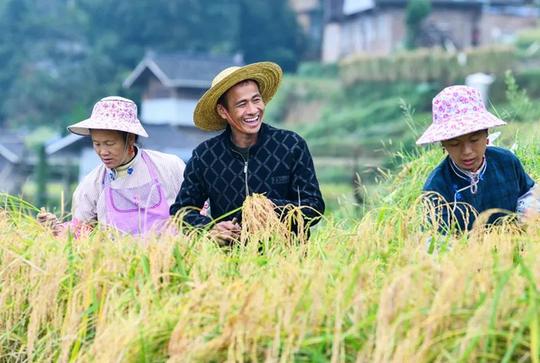 农村承包地500亩种小麦和玉米真的赚钱吗?又该如何提高年利润呢
