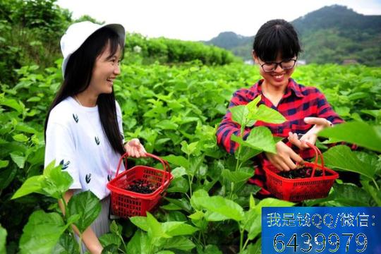 回乡创业的人越来越多，这10个农村致富项目，第1个很多人都能干
