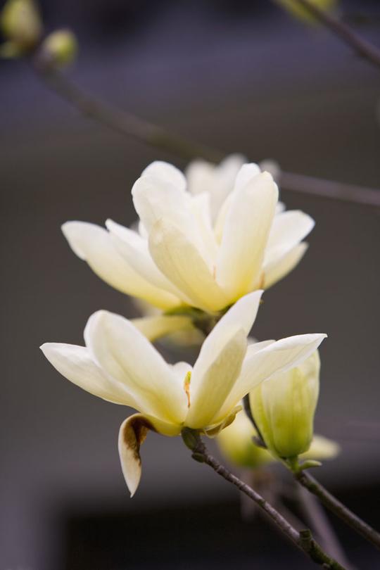 纯洁的白玉兰花图片图片素材(图片id:20661)_-兰花-花