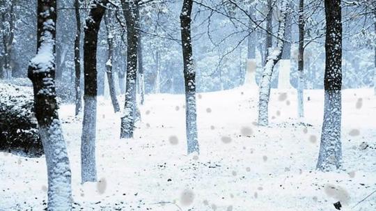 动感林海森林下雪雪花飘雪_1920x1080_高清视频素材