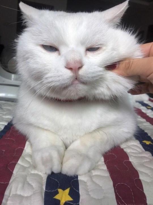 铲屎官捏猫咪的脸捏到被猫嫌弃,猫咪嘴上不说表情却很明显