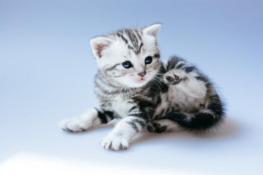 宠物猫奶猫白背景高清素材--汇图网huitu.com