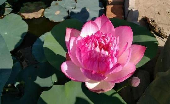 家里的大门朝哪,就要养什么花,别说你不知道!