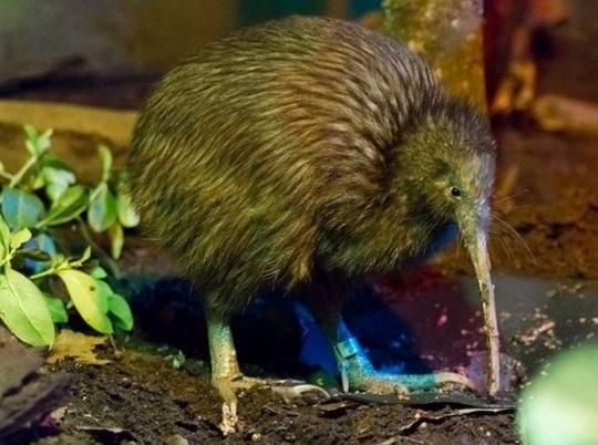 褐几维鸟brownkiwi(apteryxaustralis)46