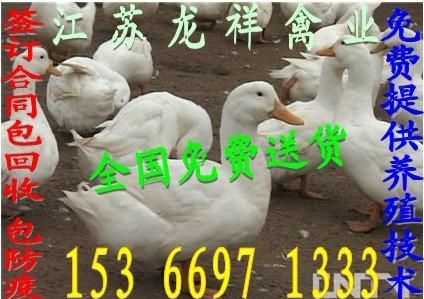 现在鹅苗多少钱一只养什么鹅赚钱