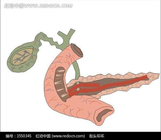 免费素材矢量素材矢量人物人体器官胆通过胆管与小肠相连结构示意