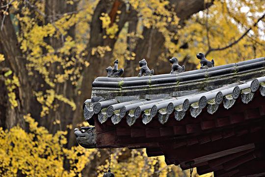 屋檐,屋角,古观音禅寺,风铃,银杏树