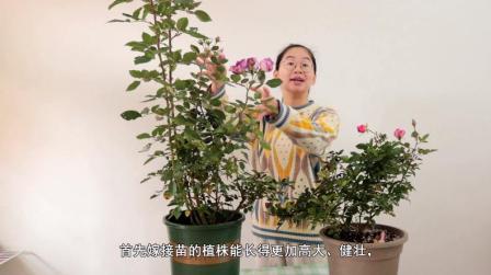 月季扦插和嫁接的区别