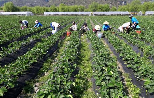 农村小型致富项目发家致富不用愁